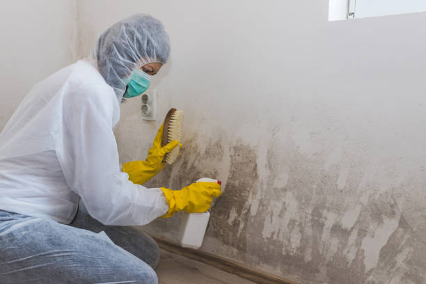 Best Industrial Mold Remediation  in Wray, CO