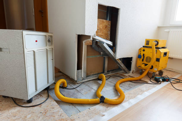 Professional Mold Removal in Wray, CO