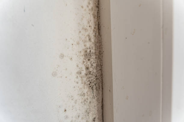 Best Mold Prevention Services  in Wray, CO