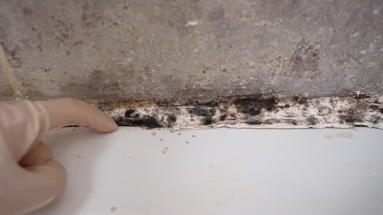 Best Mold Remediation for Healthcare Facilities  in Wray, CO